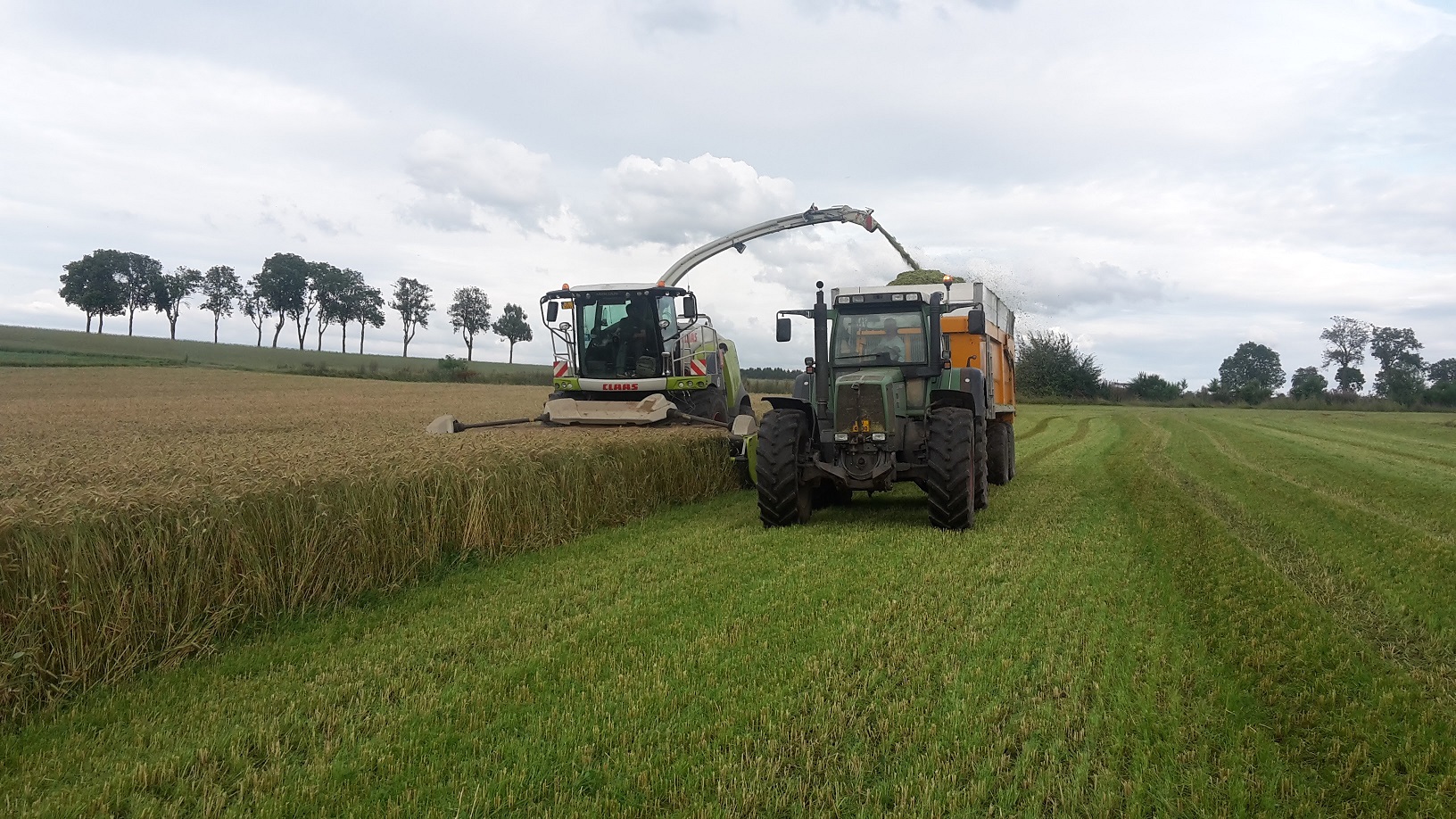 Ensilage plante entière